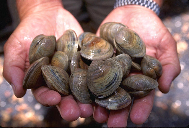 hands-holding-onto-a-dozen-clams